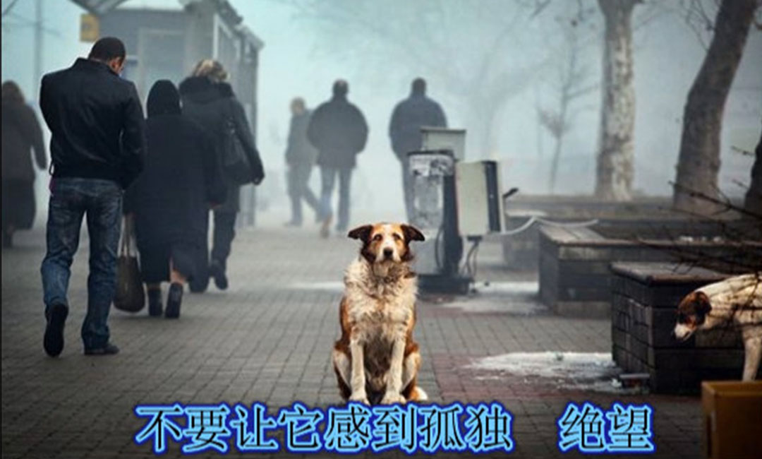 延安爱影圈微博微信转发案例